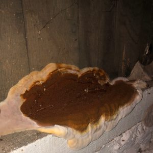 Traitement de la mérule dans une cave