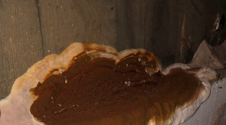 Traitement de la mérule dans une cave